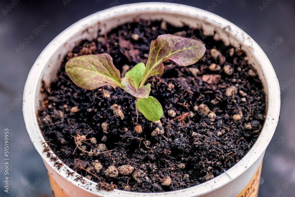A tiny red oak leaf lettuce seedling growing in a white container.