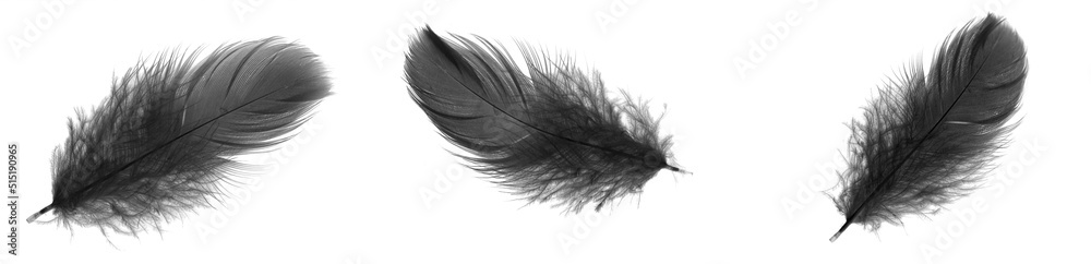black goose feathers on a white isolated background
