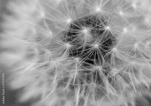 withered flower of dandelion with seeds. background