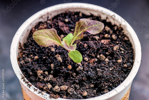 Obraz na płótnie A tiny red oak leaf lettuce seedling growing in a white container. w salonie