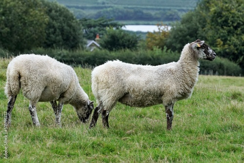 British Lamb