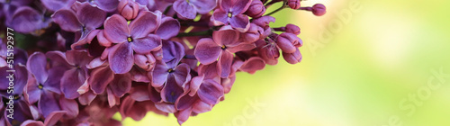 Banner for website header with lilac flowers, selective focus. Floral spring bright background