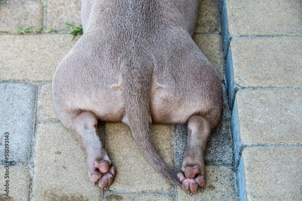 Obraz premium Dog paws, back view. Lilac color American Bully puppy dog lying on yard