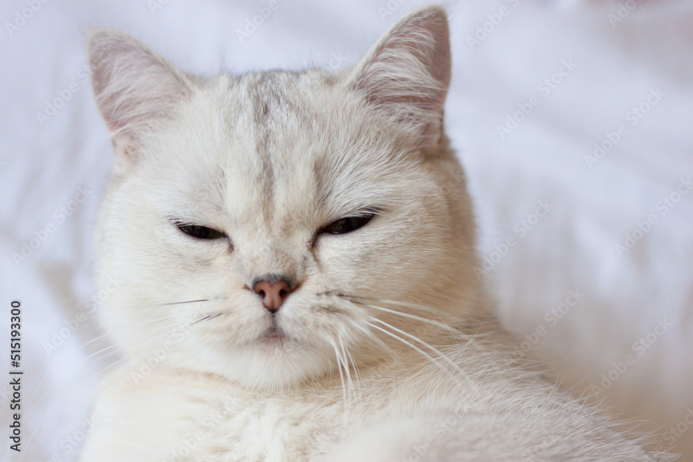 the cat is lying on a white blanket the cat is lying on a white blanket