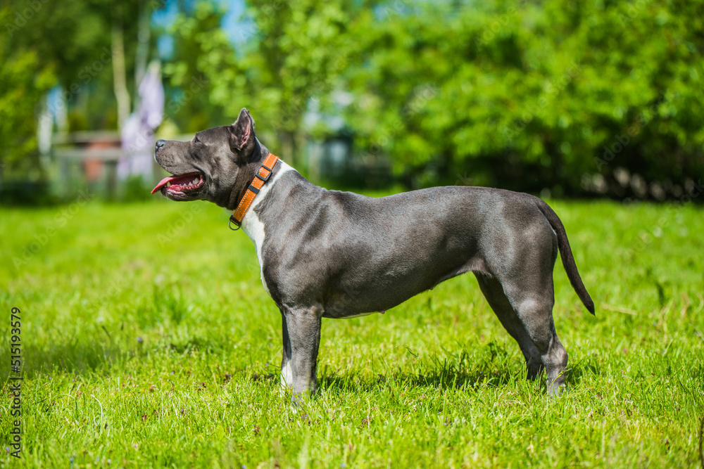 Female blue hair American Staffordshire Terrier dog or AmStaff Female blue hair American Staffordshire Terrier dog or AmStaff