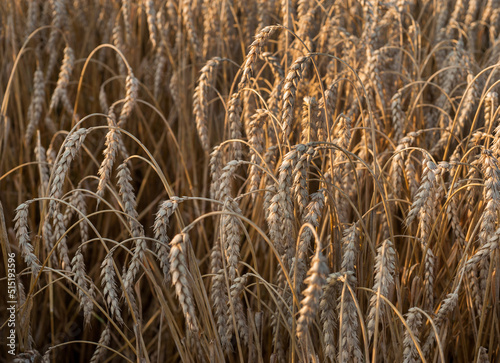 ripe dry, bent ears of wheat field. Concept of harvest and productive agricul...