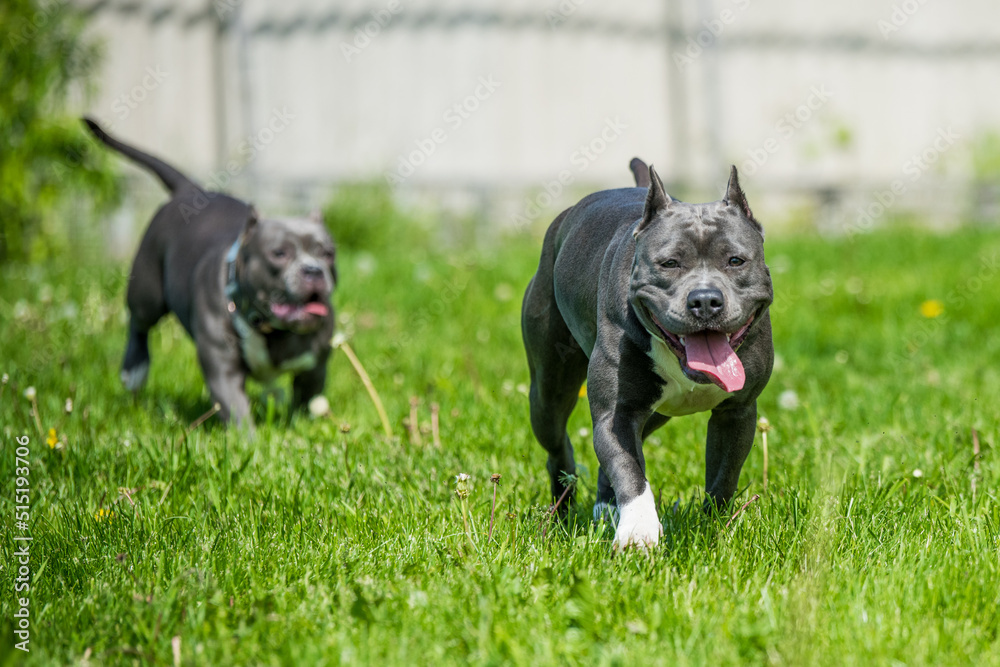 Blue hair American Staffordshire Terrier dog moving