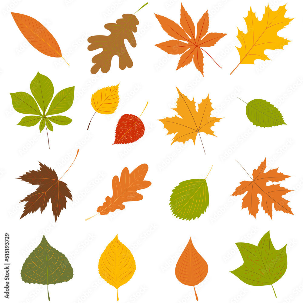 Fototapeta premium autumn leaves on white background set vector