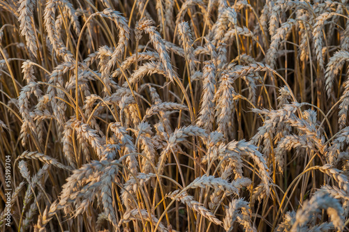 wheat harvest, harvest in Ukraine, ripe dry ear of wheat