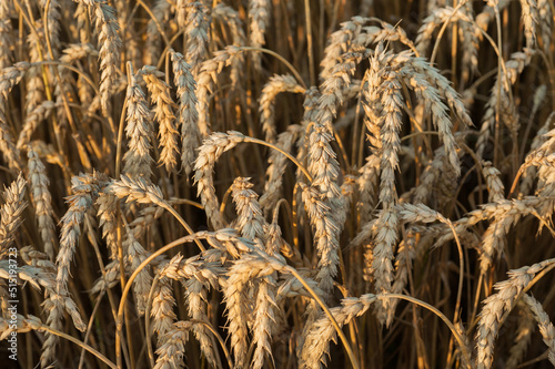 close-up of ripening ears of wheat field, harvest time of cereal crops, bread...