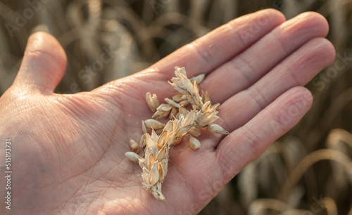 A man's hand holding an ear of corn and grains in a wheat field. harvest. The...