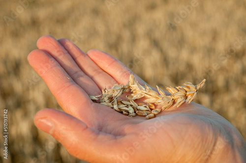 Farmer hand holding an ear of corn and grains in a wheat field. harvest.