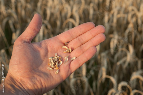 a grain of wheat from a ripe ear on the palm of the hand, inspection by farme...