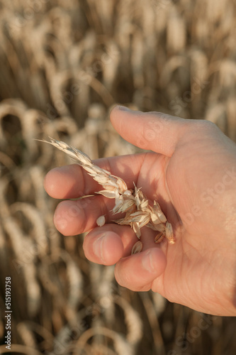inspection by farmers of readiness for harvest