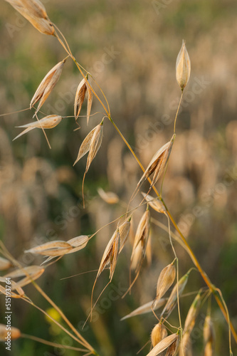 oats, ears of corn with seeds and a field of stalks, ready for harvesting.