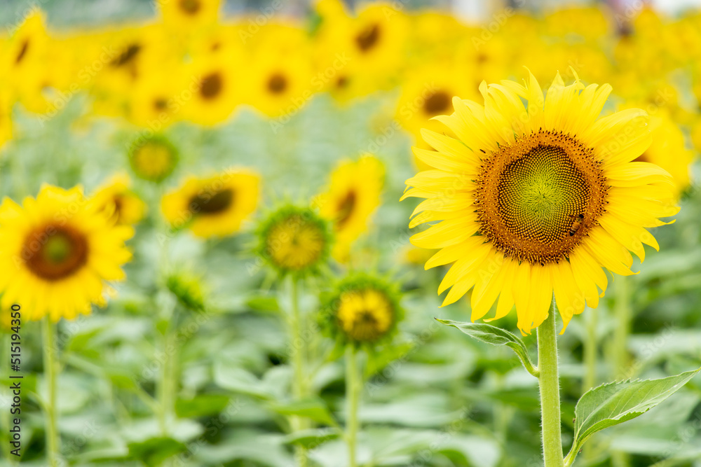 Beautiful yellow color sunflower in the agriculture farm background