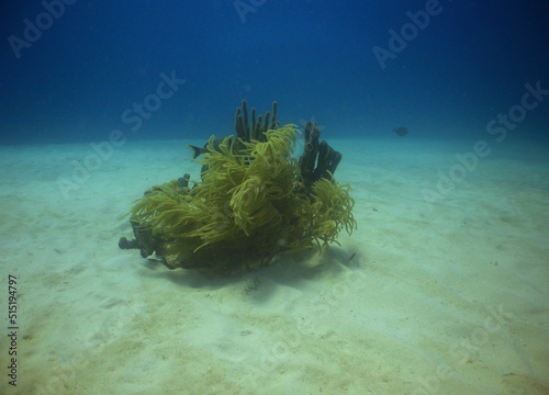 Fototapeta Naklejka Na Ścianę i Meble -  coral reef in the caribbean sea
