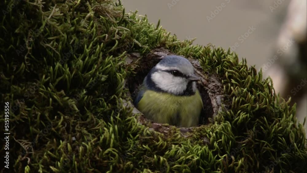 blue tit building a nest in a tree