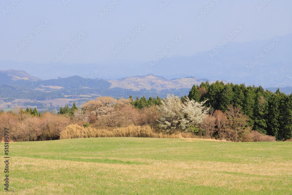 Obraz premium 春の草原