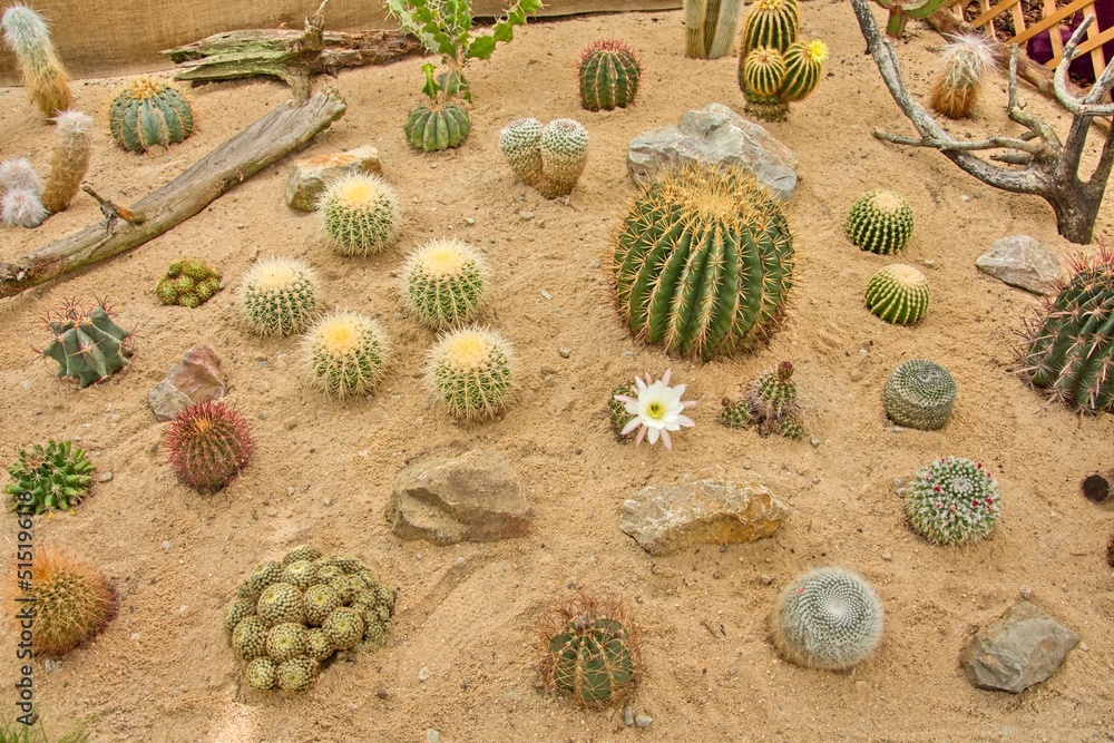 beautiful botanical shot natural cactus in the desert beautiful botanical shot natural cactus in the desert