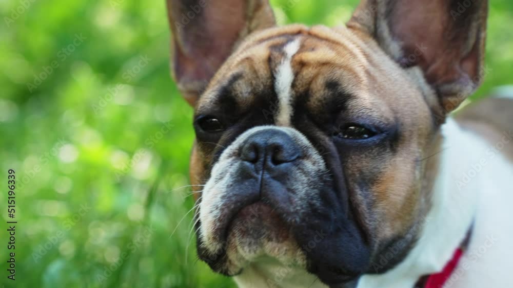 French Bulldog Sniffing Fresh Spring Air, Looking into Camera French Bulldog Sniffing Fresh Spring Air, Looking into Camera