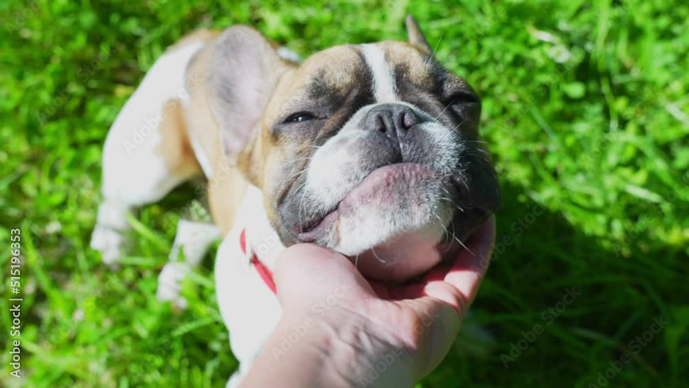 Cute Family Pet, French Bulldog Enjoying Neck Scratches, Outdoors in Grass Cute Family Pet, French Bulldog Enjoying Neck Scratches, Outdoors in Grass