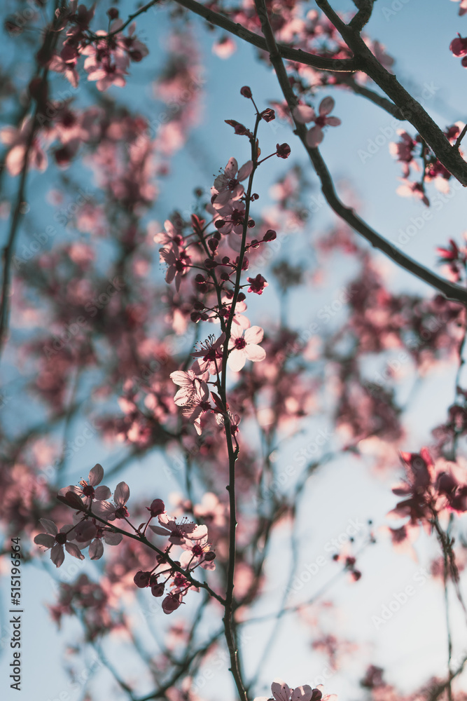 Sakura cherry blossom in spring. Pink, romantic flowers blooming against blue morning sky. Sakura cherry blossom in spring. Pink, romantic flowers blooming against blue morning sky.