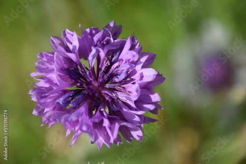 Purple Blossom