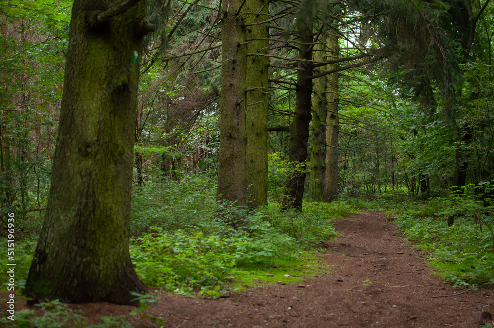 Moody forest green path with tall spruce trees in spring Moody forest green path with tall spruce trees in spring