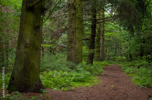 Moody forest green path with tall spruce trees in spring