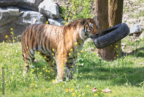 Photography Amour tiger playing with an old tire