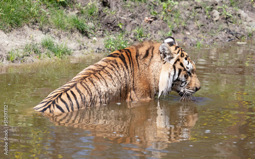 Amour tiger in the water  cooling down or playing