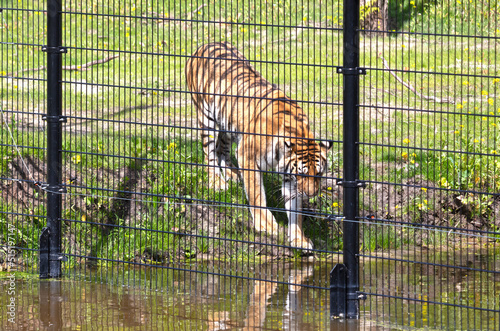 Canvas Print Amour tiger in the grass, behind a black fence