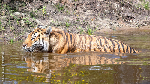 Canvas Print Amour tiger in the water, cooling down or playing