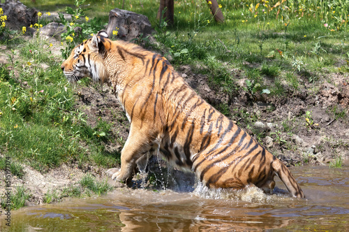 Amour tiger in the water, cooling down or playing