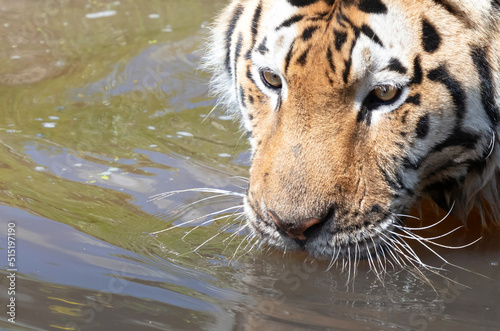 Canvas Print Amour tiger in the water, cooling down or playing