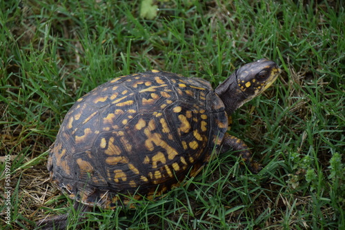 Turtle In The Grass
