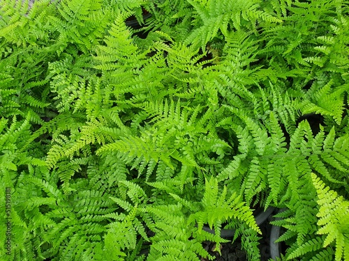Athyrium filix-femina Fresh green leafy fern likes succulent leaves with spores under the leaves. Propagated by rhizome and spores. It is commonly grown as an ornamental plant in the garden.