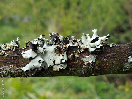 Εκτύπωση καμβά close up of Parmelia revoluta lichen growing on a forest tree branch in winter i