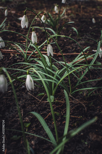 Spring snowdrops in the forest garden