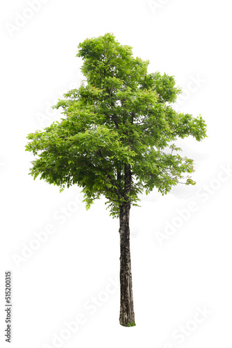 tree on a white background Clipping paths.