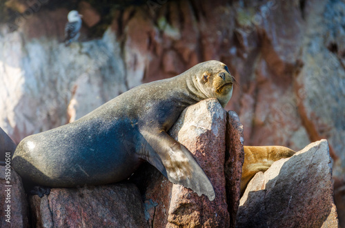 wild seal on rock - islas ballestas, Paracas, Peru  photo
