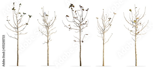 Set of teak tree isolated on white background