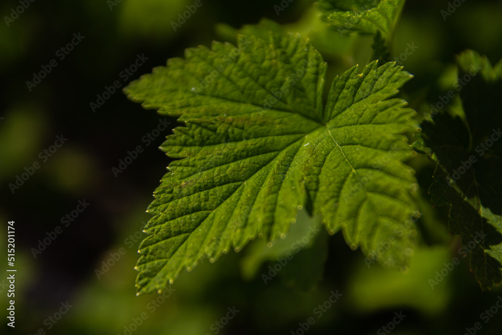Green leaf of young currant. Macro photography. Green leaf of young currant. Macro photography.