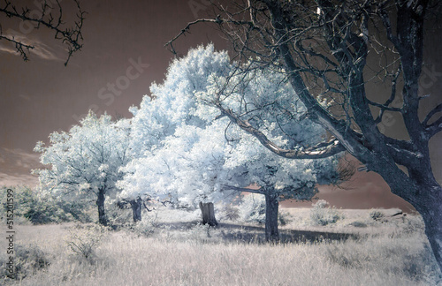Infrared Photography (ID: 515201599)