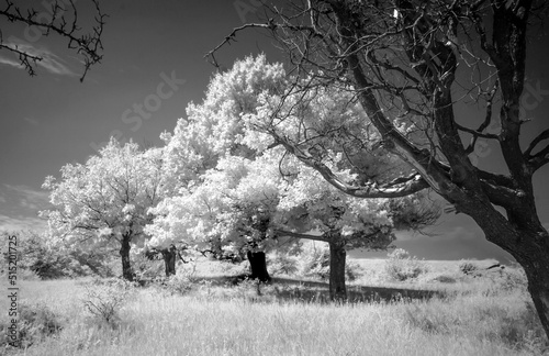 Infrared Photography (ID: 515201725)