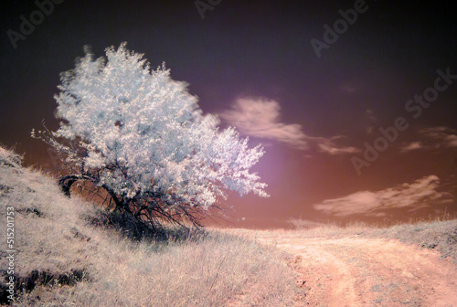 Infrared Photography (ID: 515201753)