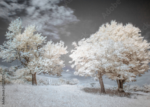 Infrared Photography (ID: 515201779)