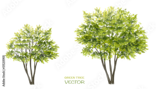 Vector watercolor of tree side view isolated on white background for landscape  and architecture drawing, elements for environment and garden,botanical for section 