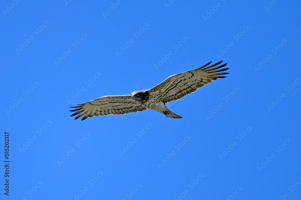 Schlangenadler // Short-toed snake eagle (Circaetus gallicus) - Peloponnes, Griechenland